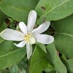 Anemopsis californica 花