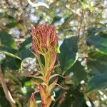Photinia serratifolia Blüte