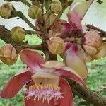 Couroupita guianensis Blomst