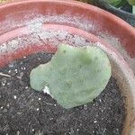 Opuntia dillenii Leht