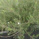 Diosma hirsuta 花