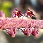 Bulbophyllum scaberulum Žiedas