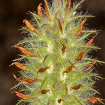 Trifolium angustifolium Fruit