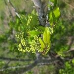 Zanthoxylum clava-herculis Hoja