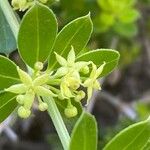 Rubia tenuifolia Blomst