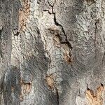 Zelkova carpinifolia Bark