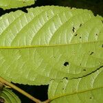 Perrottetia longistylis 叶