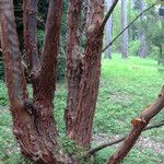 Acer griseum Habitat