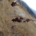 Luzula spicata Flower