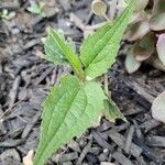 Rudbeckia fulgidaLeaf