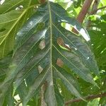 Artocarpus altilis ഇല