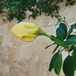 Solandra grandiflora 花