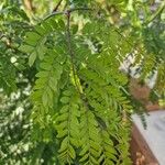 Gleditsia triacanthos葉