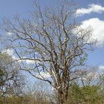 Commiphora leptophloeos Vatany