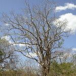 Commiphora leptophloeos Habit