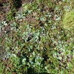 Draba nemorosa Blatt