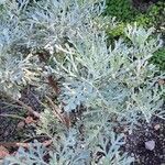 Artemisia thuscula Leaf