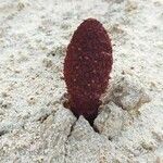 Cynomorium coccineum Bark