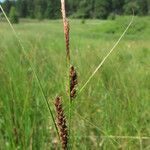 Carex lasiocarpa Hábito