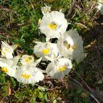 Narcissus cantabricus Flower