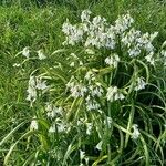 Allium triquetrumFlower