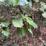 Quercus aliena Blad