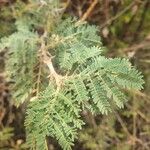 Vachellia drepanolobium Fulla