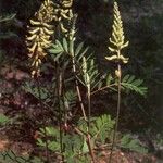 Astragalus canadensis आदत