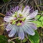 Passiflora incarnata Blomst