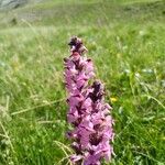 Pedicularis rostratospicata 花