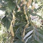 Sophora japonica Fruit