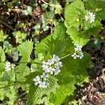 Alliaria petiolataFlower