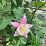 Aquilegia pubescensKvět