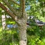 Cornus alternifolia 樹皮