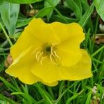 Oenothera macrocarpa Flor