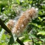 Salix appendiculata 果実