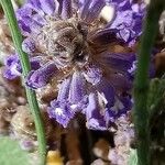 Orobanche nana Кветка