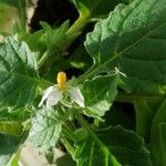 Solanum physalifolium Lorea