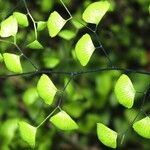 Adiantum jordanii Celota