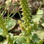 Umbilicus horizontalis Leaf