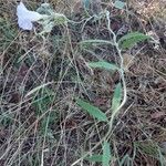 Bonamia spectabilis Sonstige