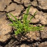 Salicornia europaea Кара