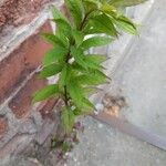 Solidago giganteaبرگ