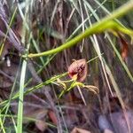 Cryptostylis erecta 花