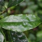 Pittosporum senacia Leht