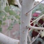 Acacia podalyriifolia Bark