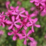 Vaccaria hispanica 花