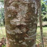 Byrsonima crassifolia Écorce
