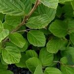 Fothergilla gardenii Folla