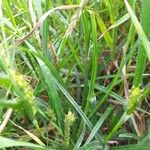 Carex hirta Floare